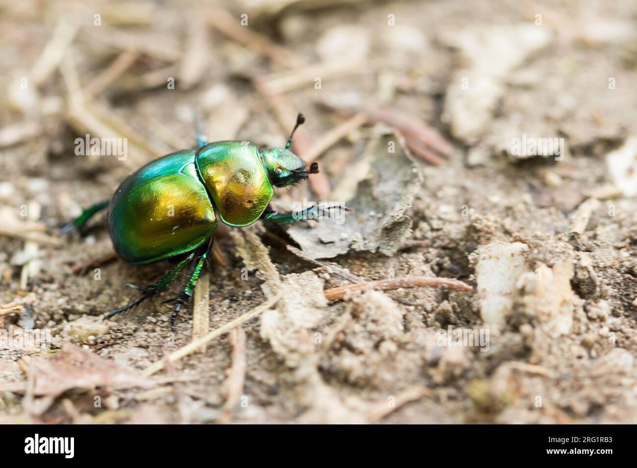 Geotrupes vernalis - Dor beetle - Frühlingsmistkäfer, Slovenia, imago Stock Photo