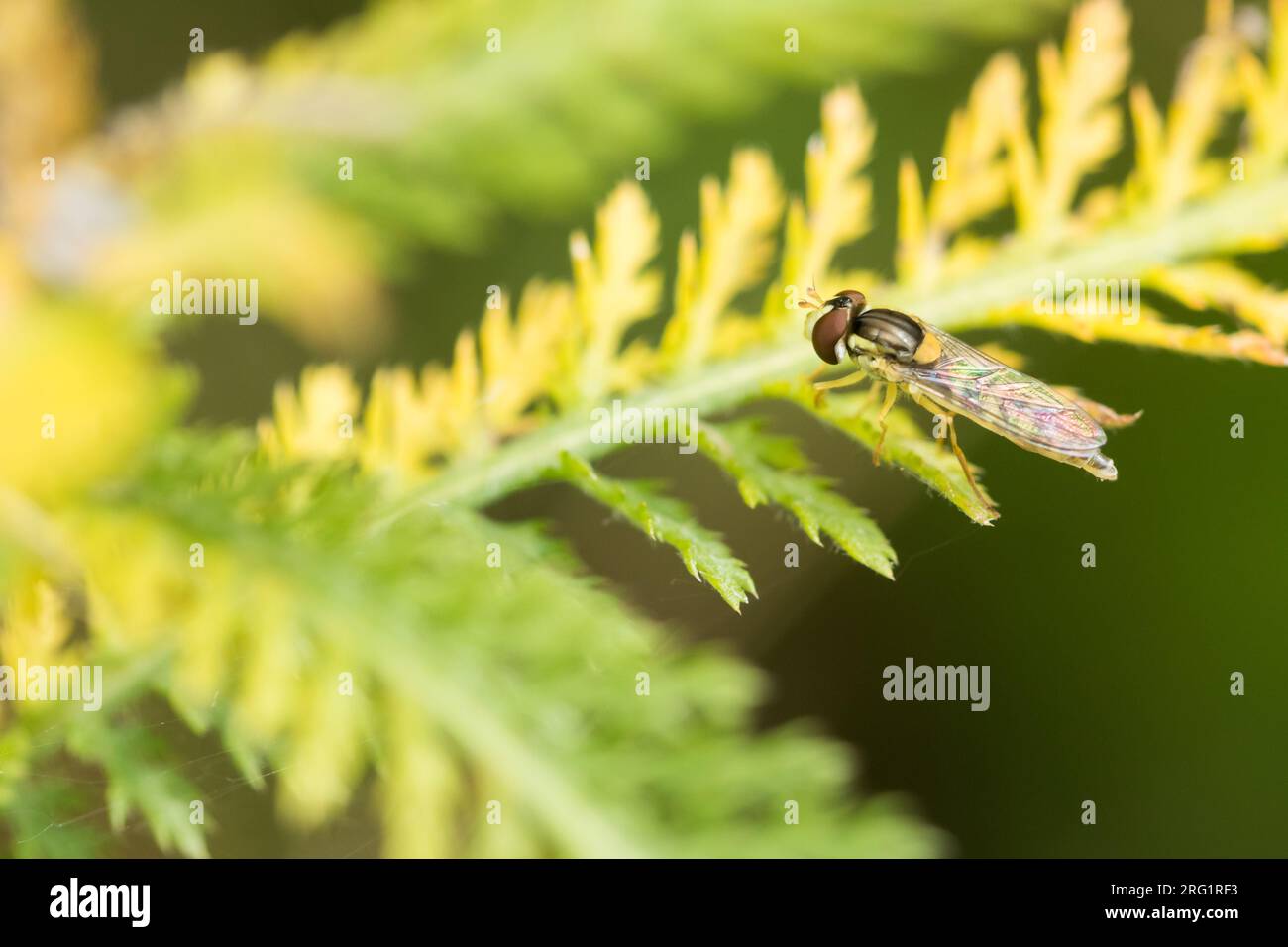 Sphaerophoria scripta - Long Hoverfly - Gewöhnliche Langbauchschwebfliege, Austria, imago Stock Photo
