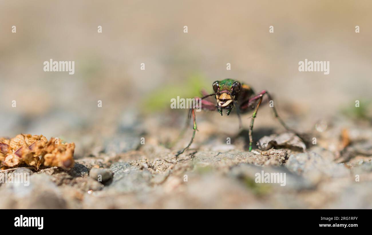 Cicindela campestris - Green tiger beetle - Feld-Sandlaufkäfer, Russia (Jekaterinburg), imago Stock Photo