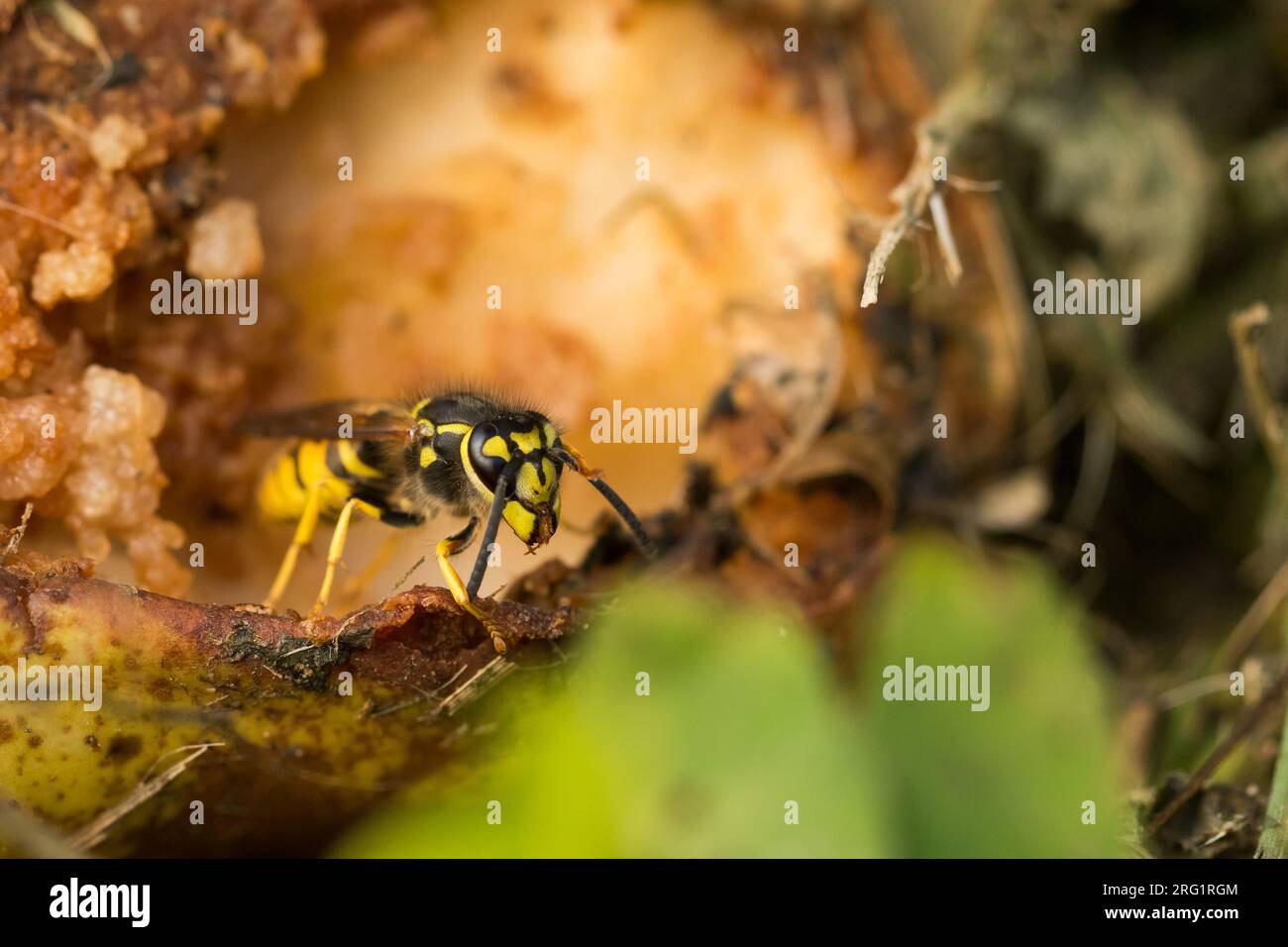 Vespula germanica - European wasp - Deutsche Wespe, Germany (Baden-Württemberg), imago Stock Photo