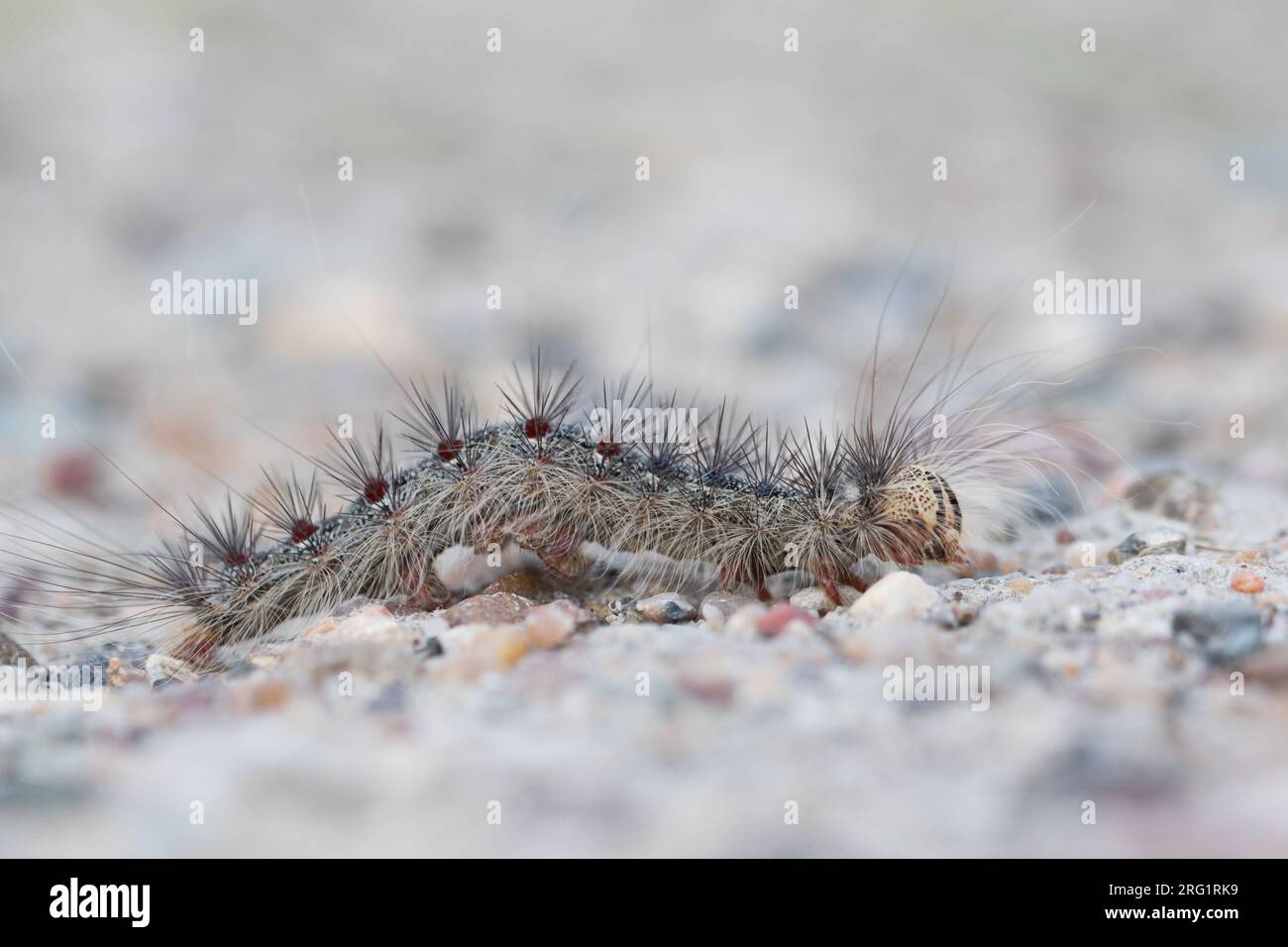 Lymantria dispar - Gypsy moth - Schwammspinner, Kyrgyzstan, caterpillar ...