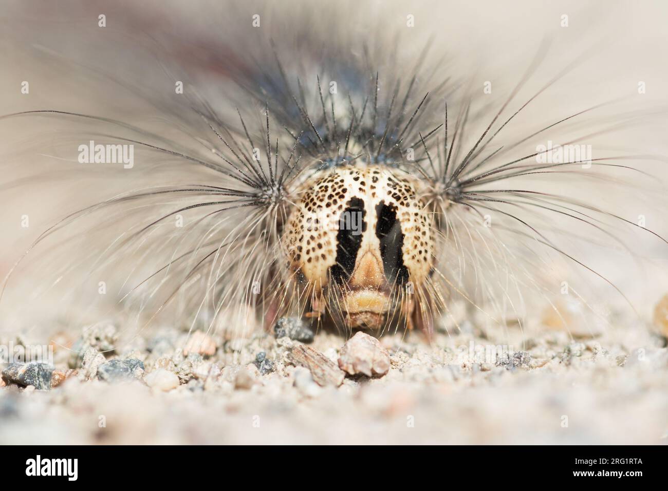 Lymantria dispar - Gypsy moth - Schwammspinner, Kyrgyzstan, caterpillar ...