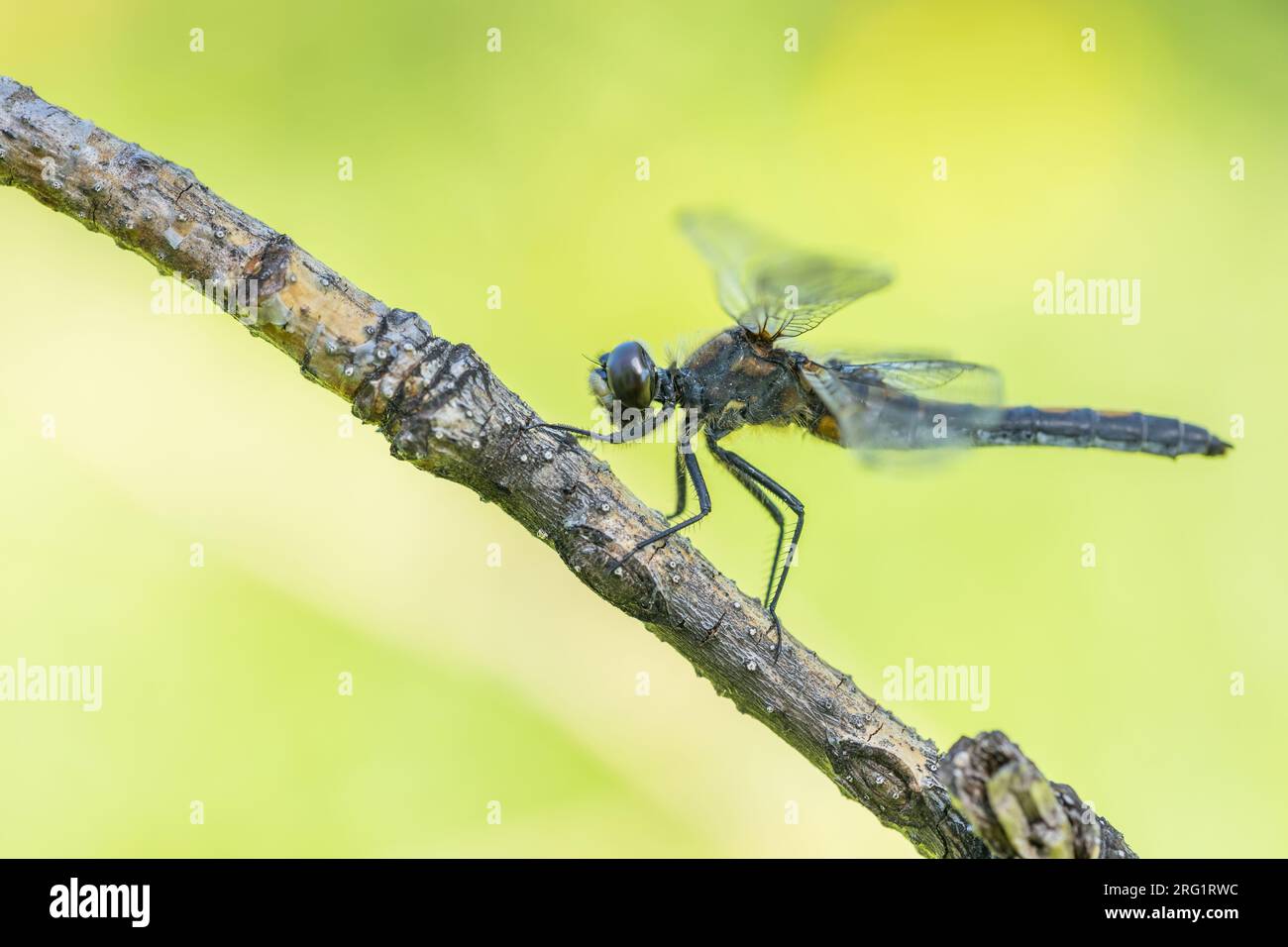 Leucorrhinia rubicunda - Ruby Whiteface - Nordische Moosjungfer, Russia (Baikal), imago Stock Photo