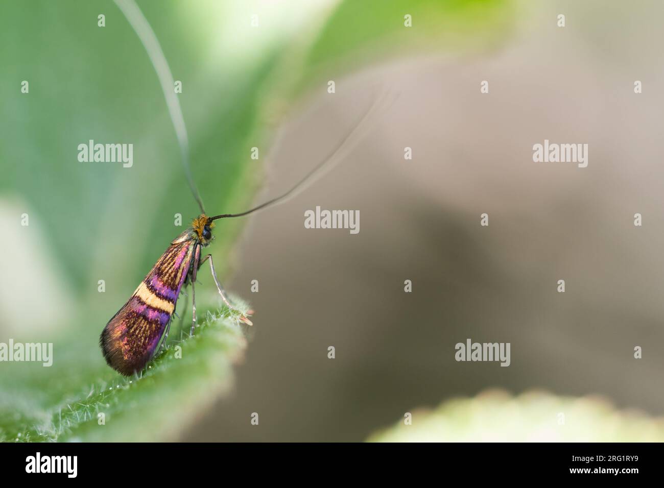 Adela croesella - LIguster-Langhornfalter, Germany (Baden-Wrttemberg),  imago Stock Photo - Alamy