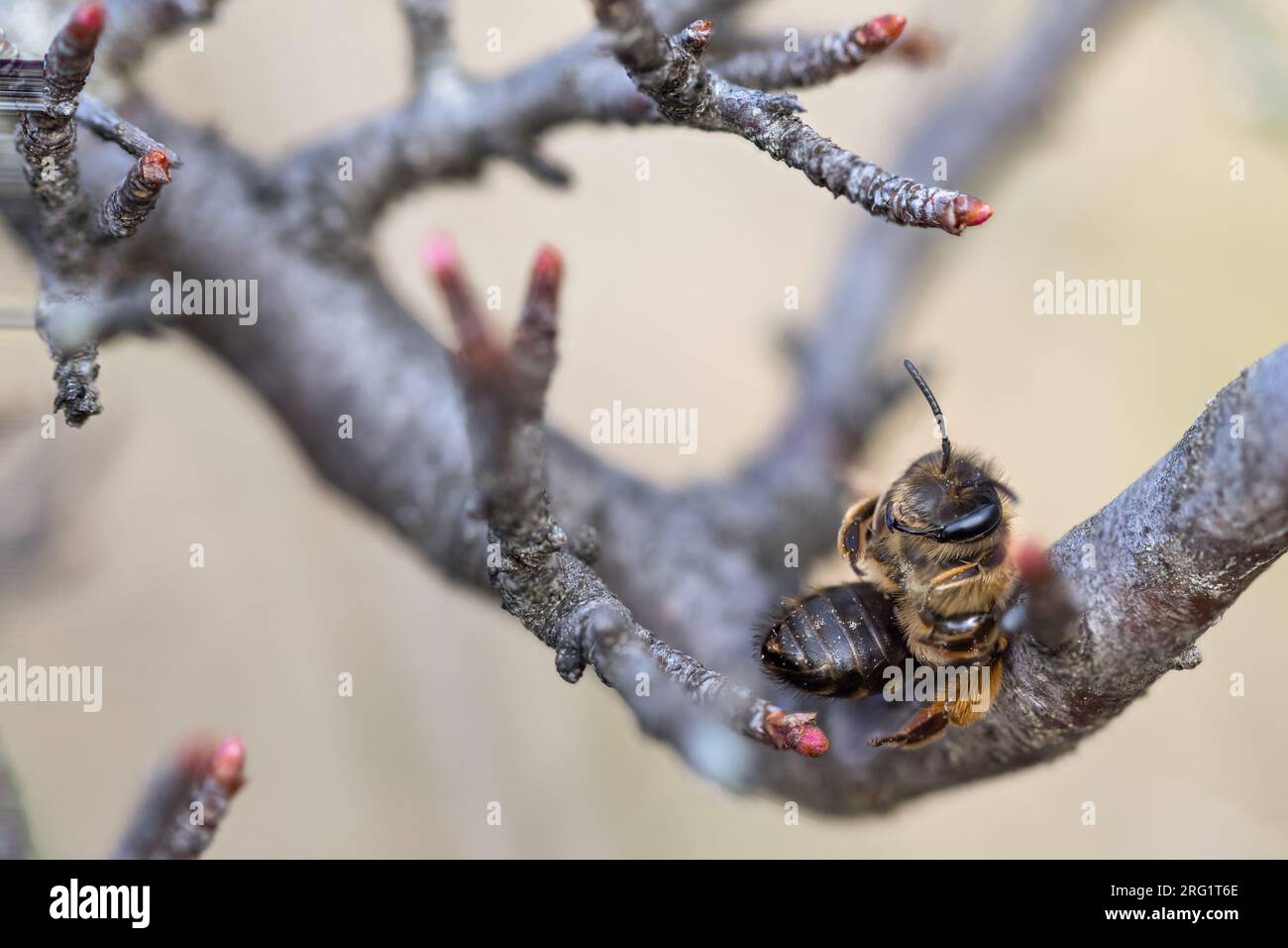 Andrena flavipes - Gemeine Sandbiene, France (Alsace), imago, female Stock Photo