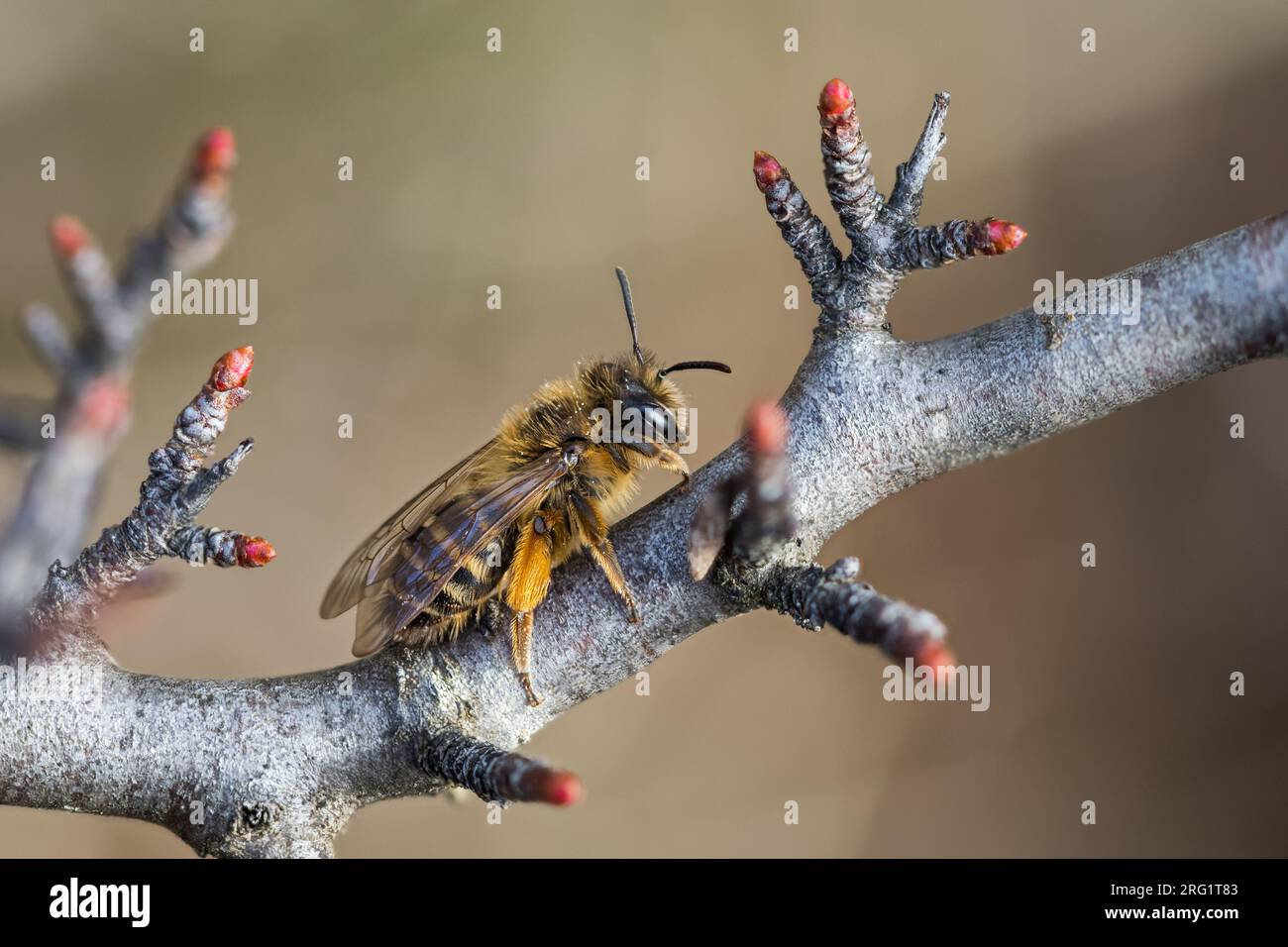 Andrena flavipes - Gemeine Sandbiene, France (Alsace), imago, female Stock Photo