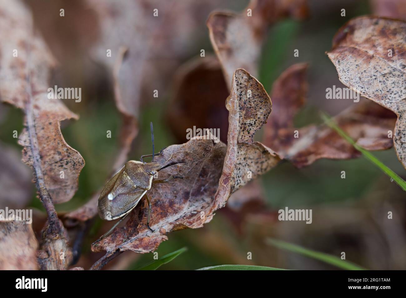 Chlorochroa pinicola - Föhrengast, Germany (Baden-Württemberg), imago Stock Photo