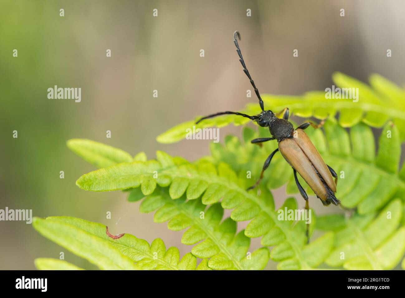 Leptura rubra - Red-brown Longhorn Beetle - Rothalsbock, Italy, imago, male Stock Photo