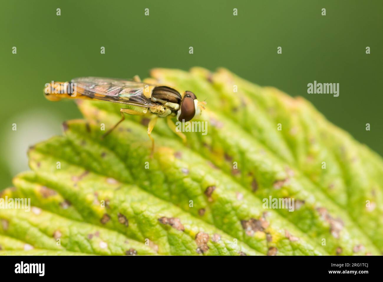 Sphaerophoria scripta - Long Hoverfly - Gewöhnliche Langbauchschwebfliege, Austria, imago Stock Photo