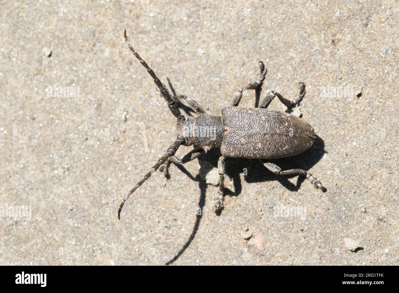 Lamia textor - Weaver beetle - Weberbock, Russia (Baikal), imago Stock Photo
