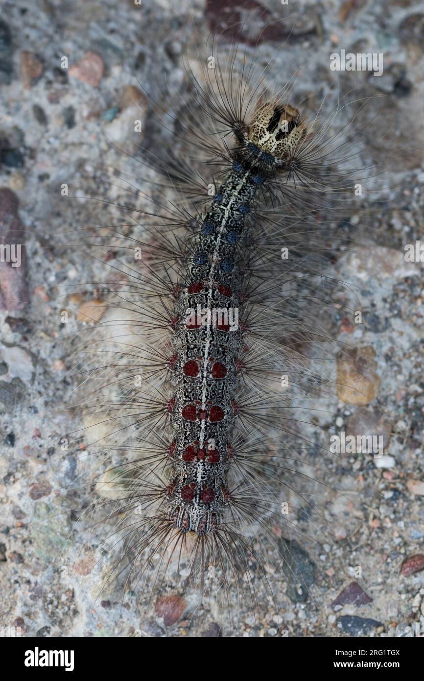 Asian gypsy moth lymantria dispar hi-res stock photography and images ...