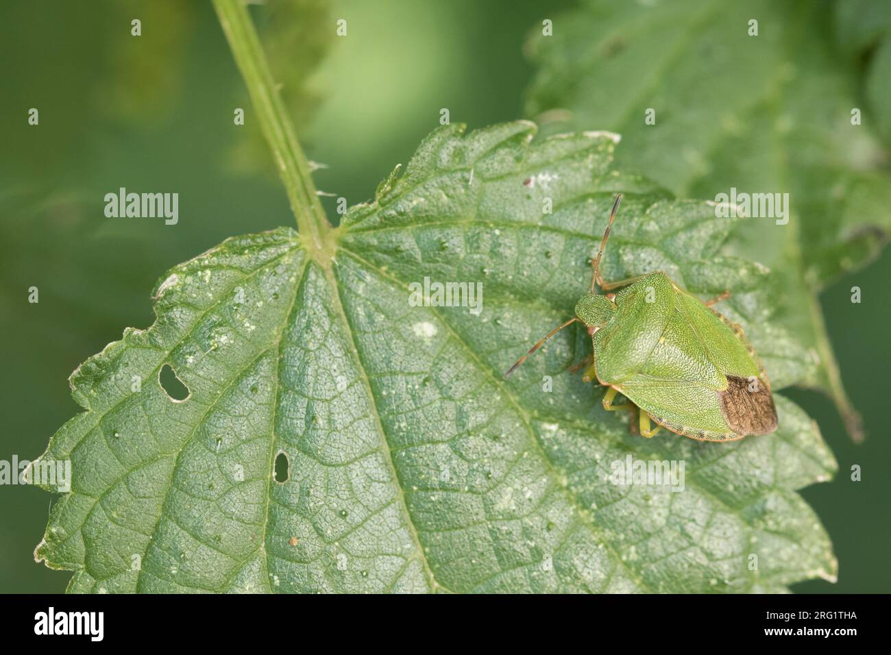 Palomena prasina - Green shield bug - Grüne Stinkwanze, Germany, imago Stock Photo