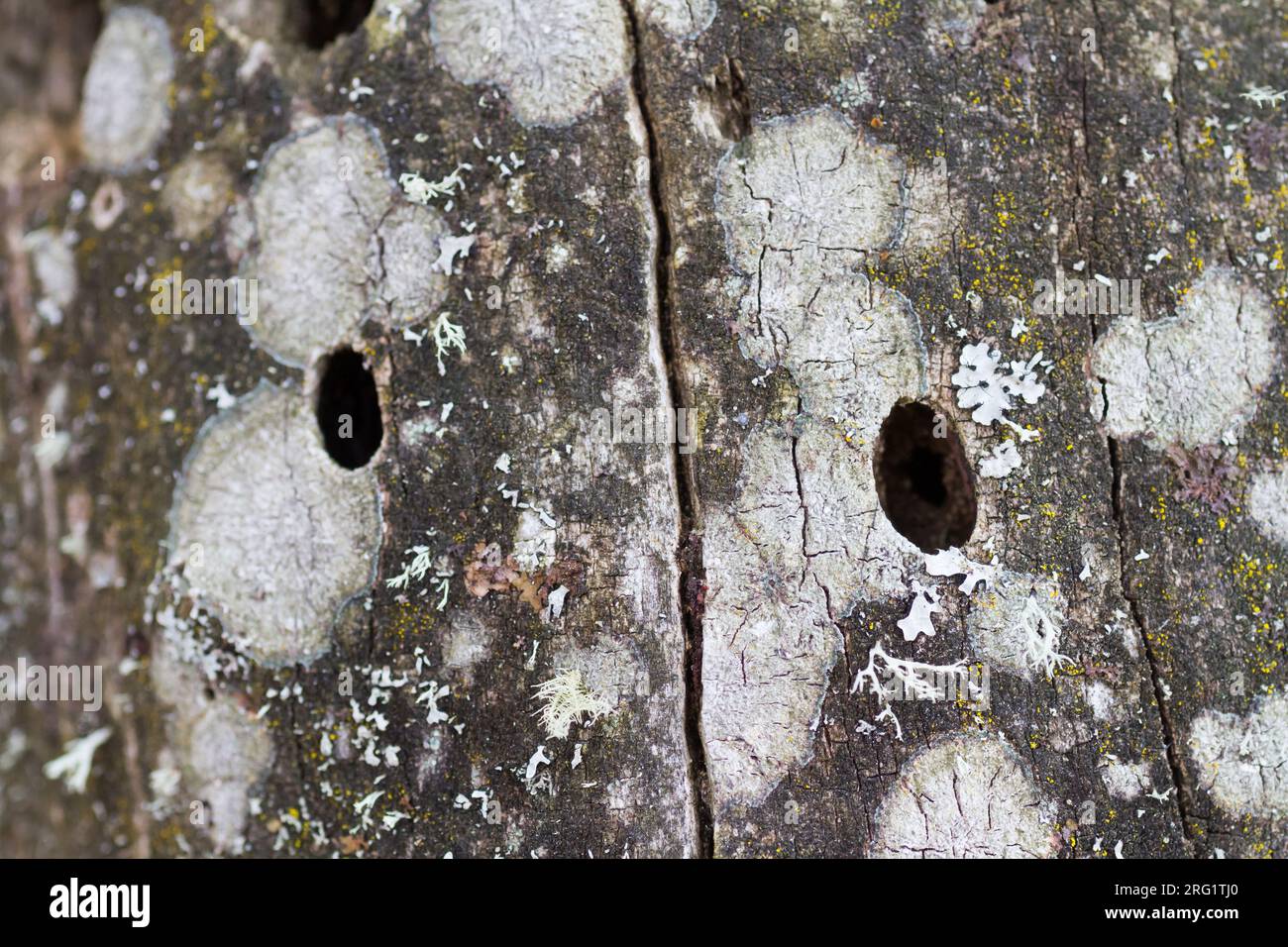 Rosalia alpina - Alpine longhorn beetle - Alpenbock, Germany (Bavaria), hole of imago Stock Photo