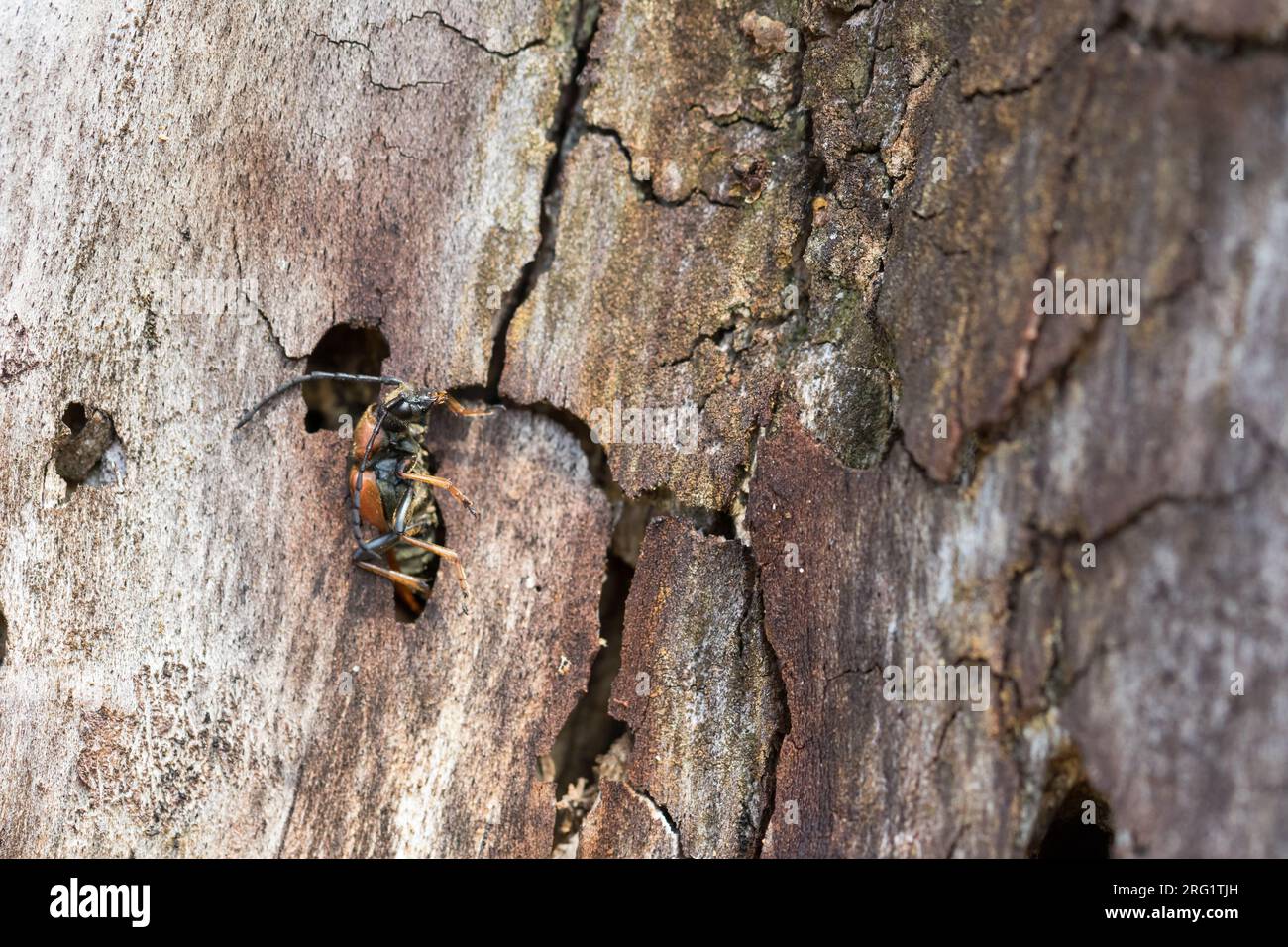Leptura rubra - Red-brown Longhorn Beetle - Rothalsbock, Italy, imago, female Stock Photo