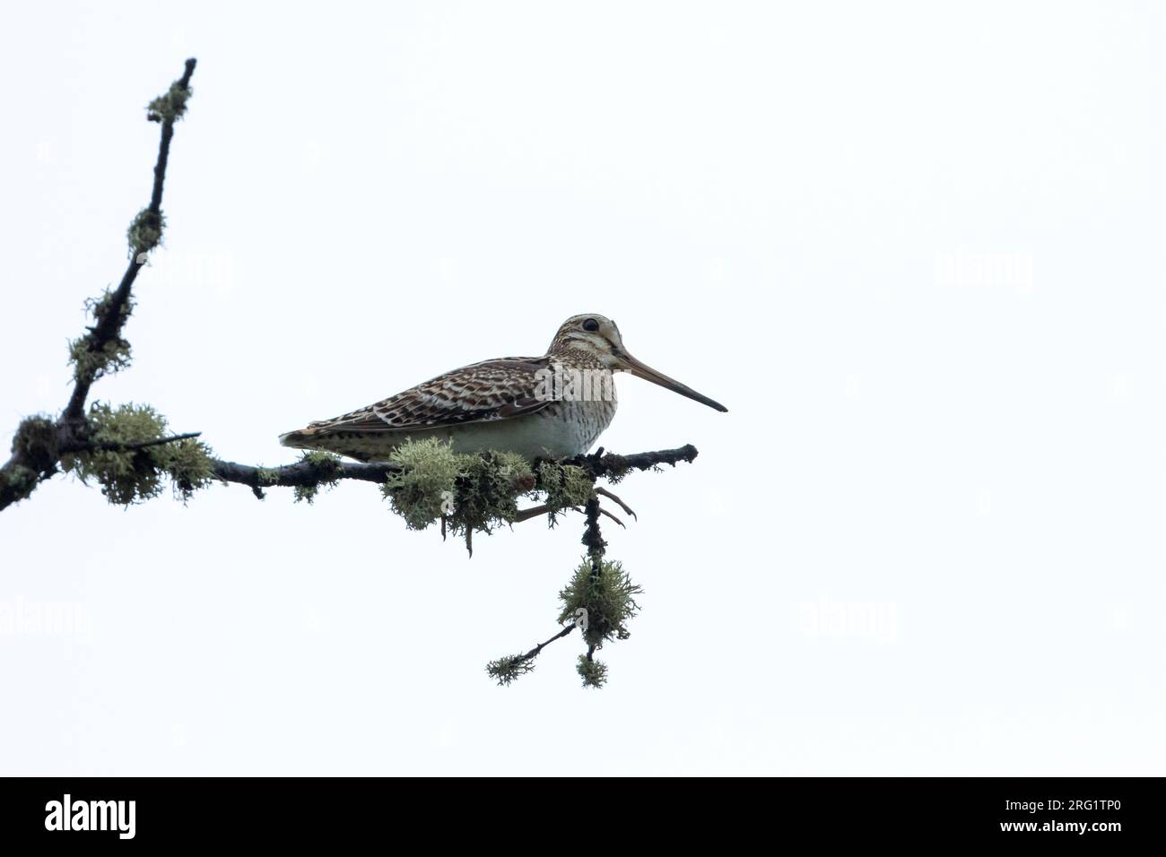 Wildlife breeding Cut Out Stock Images & Pictures Alamy