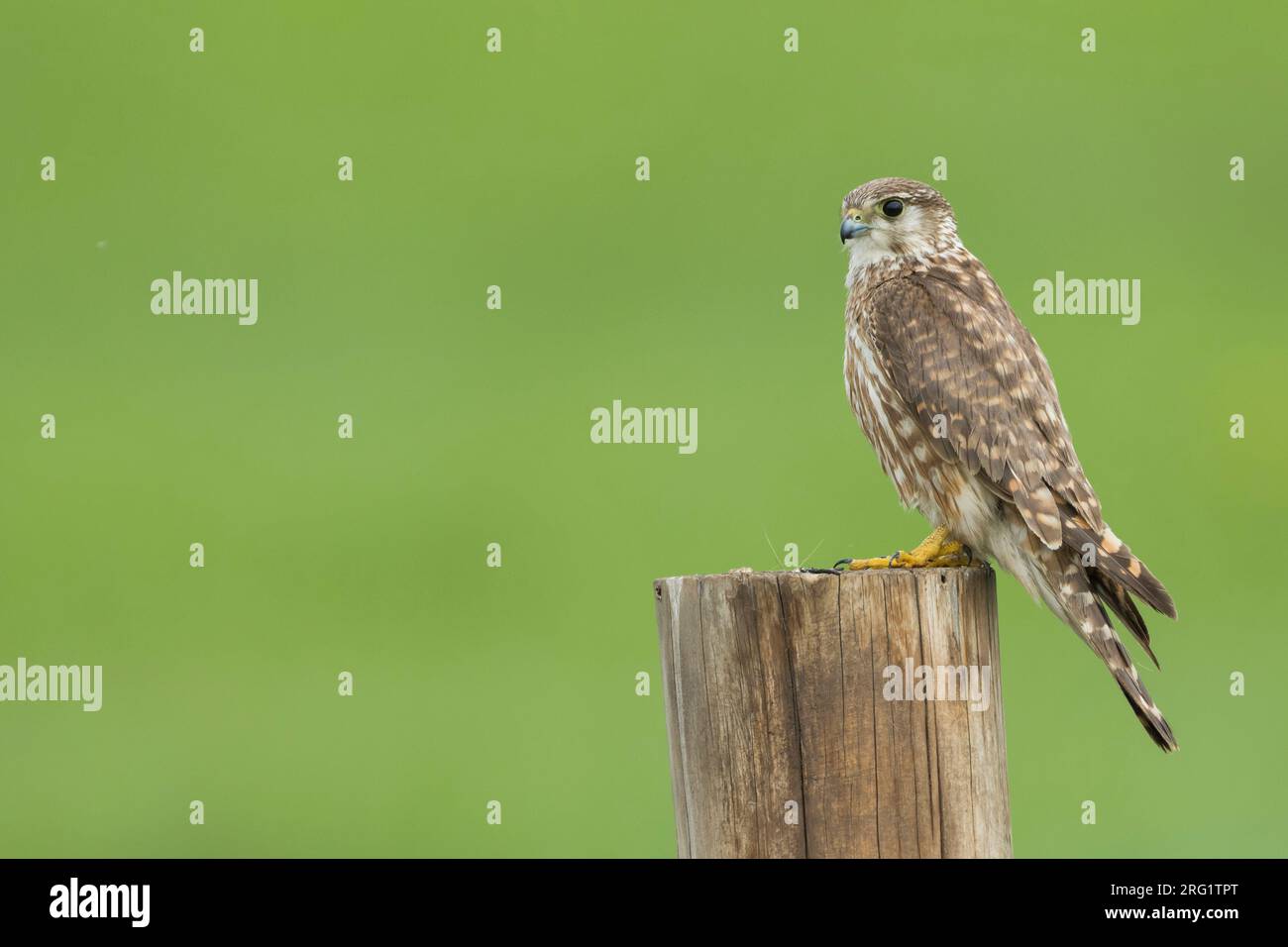 Adult female Merlin (Falco columbarius aesalon) during spring season in breeding area in Russia (Baikal). Sitting on a wooden pole in green meadow. Stock Photo