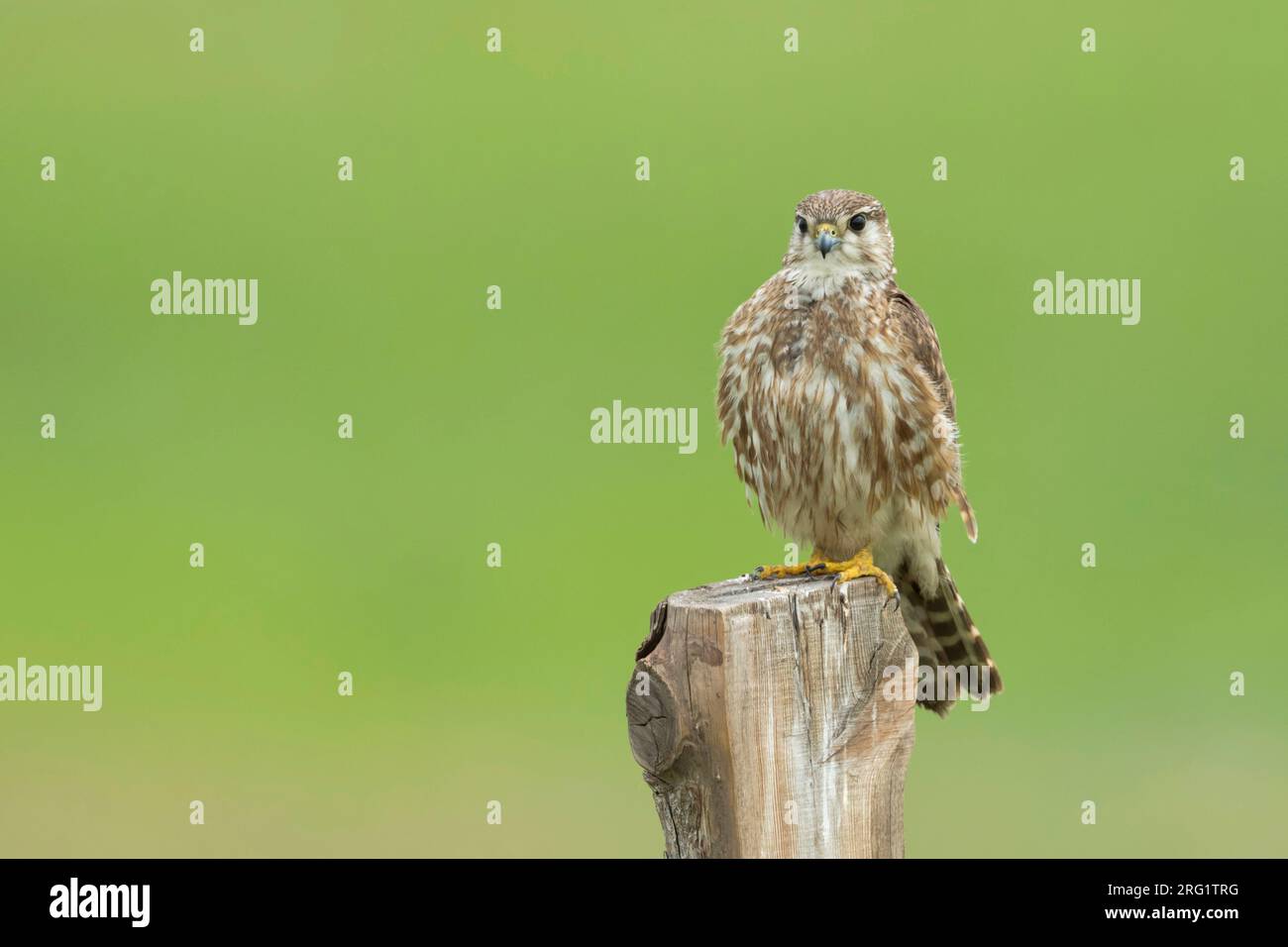 Adult female Merlin (Falco columbarius aesalon) during spring season in breeding area in Russia (Baikal). Sitting on a wooden pole in green meadow. Stock Photo