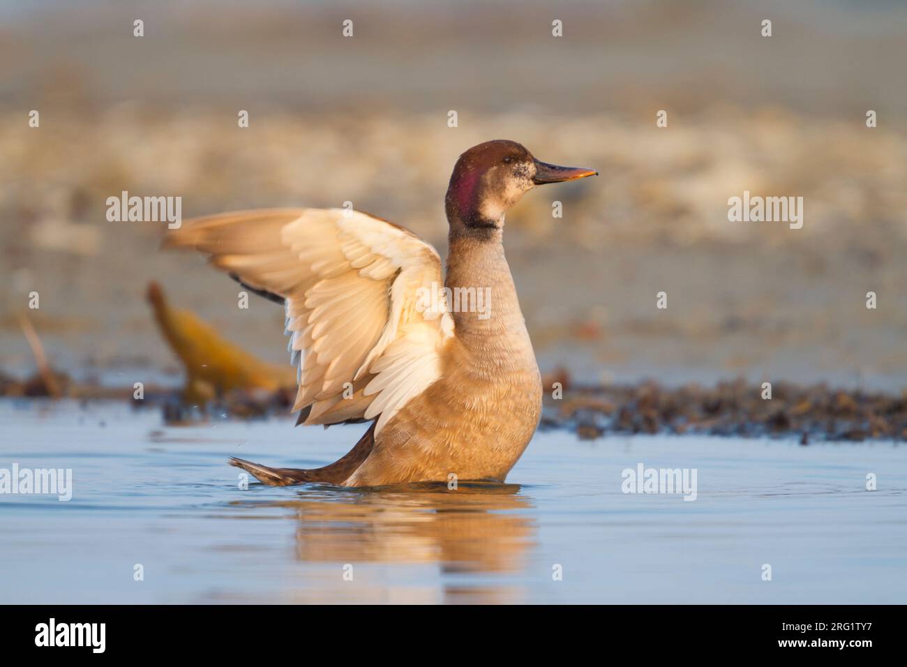 Hybrid Red-crested Pochard x Mallard (Netta rufina x Anas platyrhynchos), Germany, adult, intersex Stock Photo