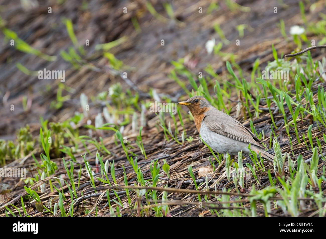 Adult male Red-throated Thrush (Turdus ruficollis) in breeding area near lake Baikal in Russia. Standing on the ground. Stock Photo