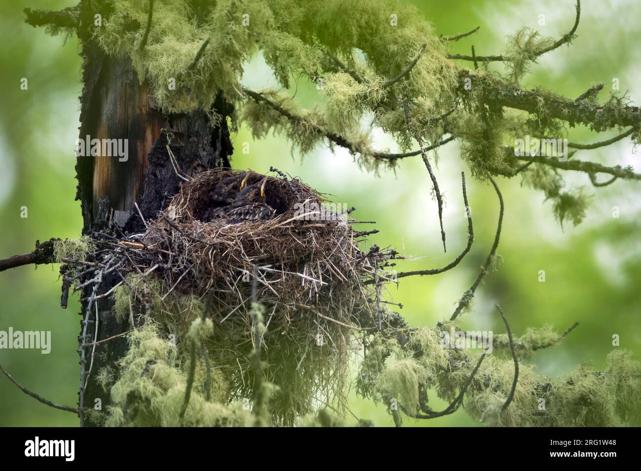 Red-throated Thrush, Turdus ruficollis, Russia (Baikal), nest with offspring Stock Photo
