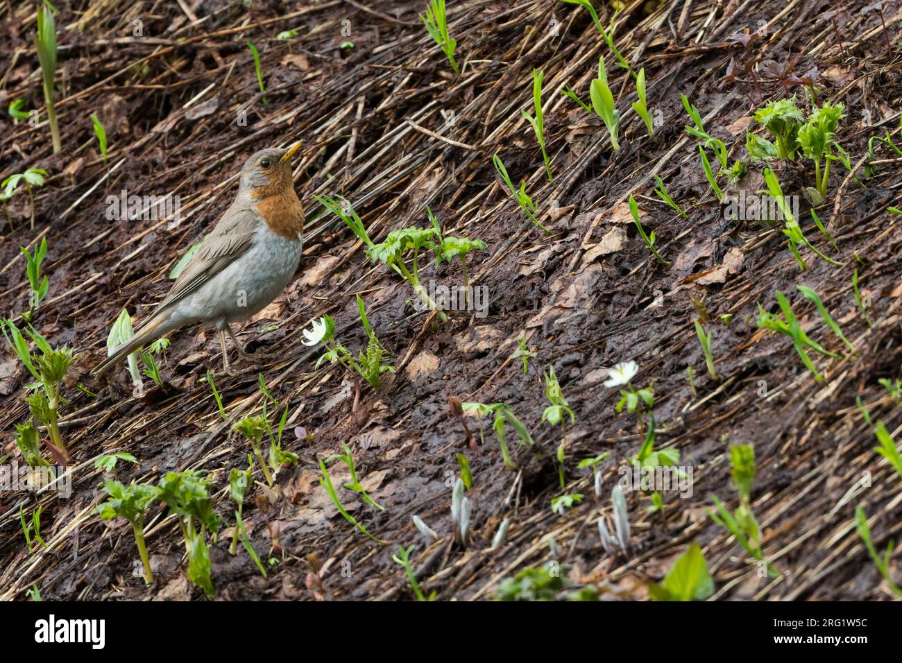 Adult male Red-throated Thrush (Turdus ruficollis) in breeding area near lake Baikal in Russia. Standing on the ground. Stock Photo