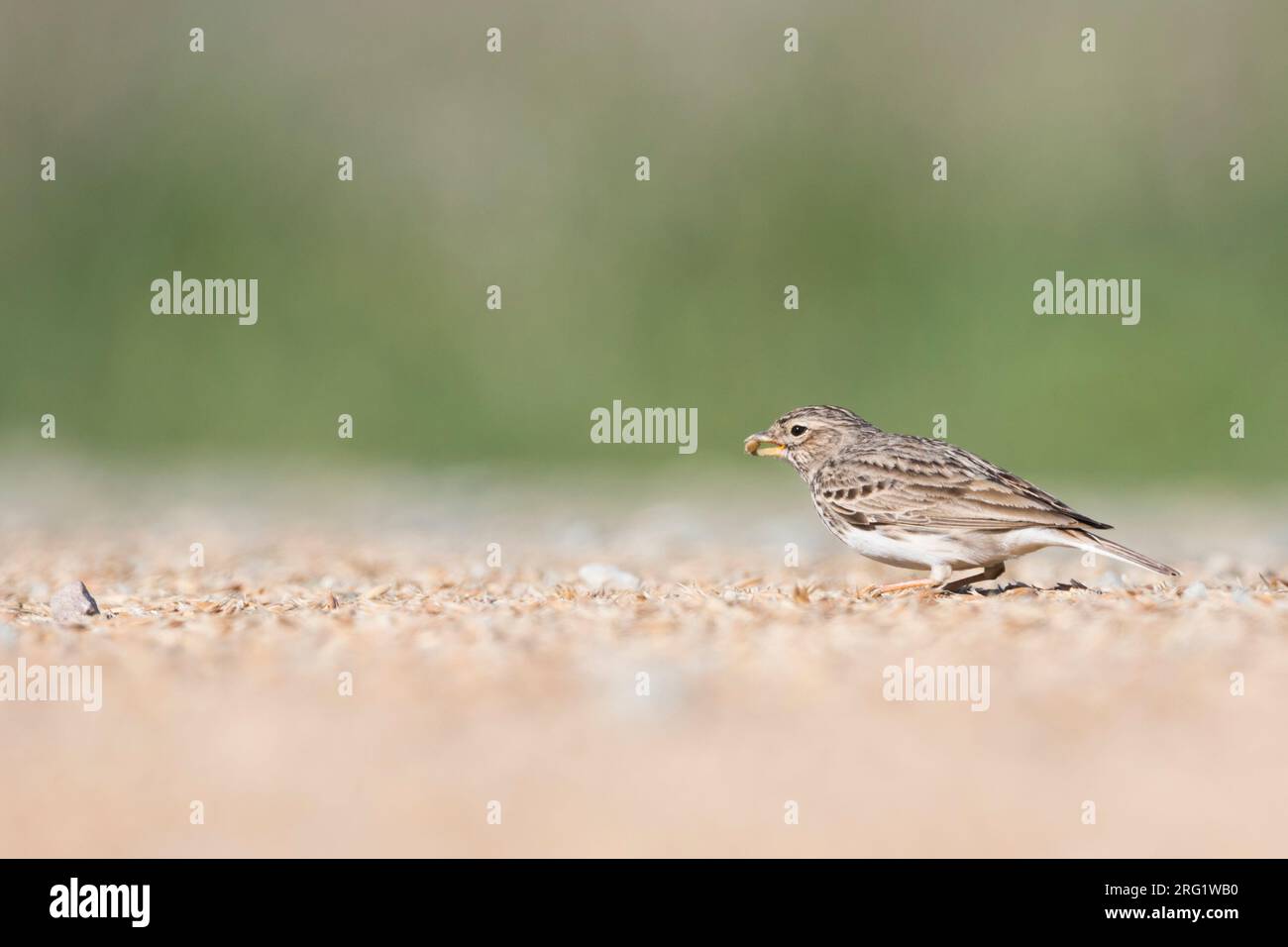 Alaudala rufescens apetzii hi-res stock photography and images - Alamy