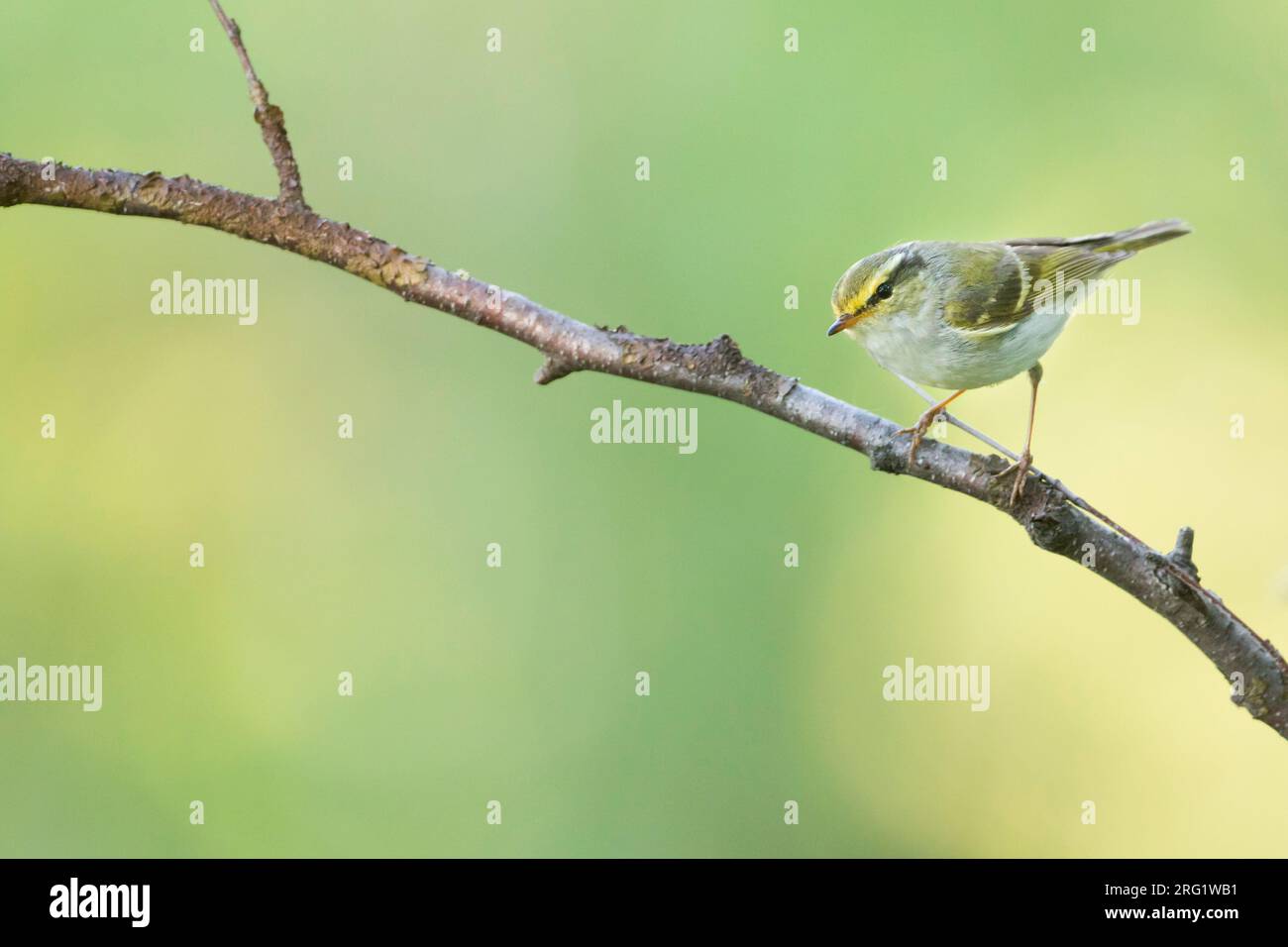 Pallas's Leaf-warbler (Phylloscopus proregulus) Russia (Baikal), adult perched in a tree Stock Photo
