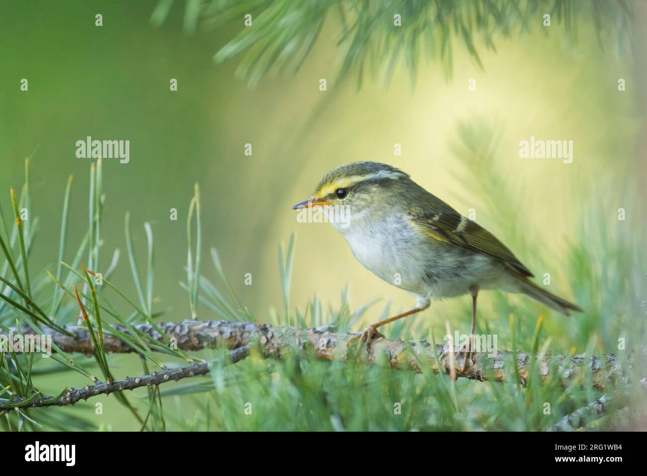 Pallas's Leaf-warbler (Phylloscopus proregulus) Russia (Baikal), adult perched in a tree Stock Photo