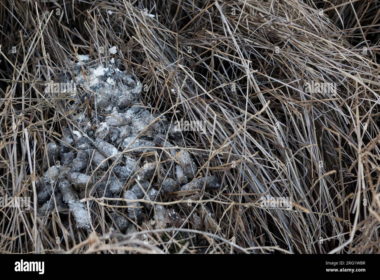 Short-eared Owl - Sumpfohreule - Asio flammeus ssp. flammeus, Russia (Baikal), pellets Stock Photo