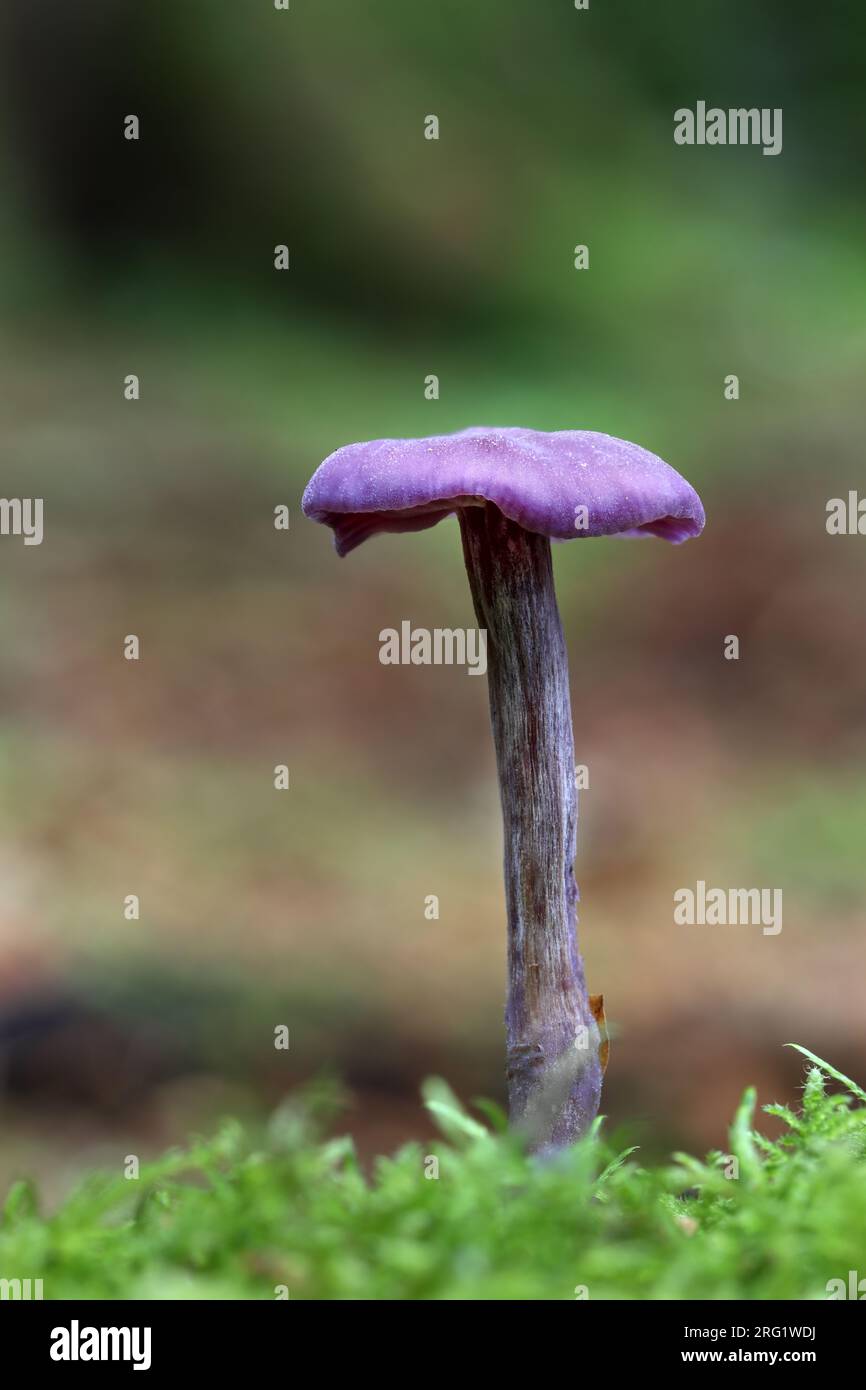 Amethyst Deceiver (Laccaria amethystine) Fungi, Hamsterley Forest, North Pennines, UK Stock Photo