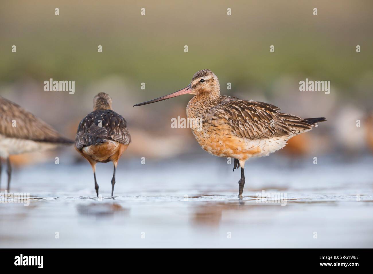 Bar-tailed Godwit (Limosa lapponica ssp. lapponica), Germany, adult winter during migration Stock Photo