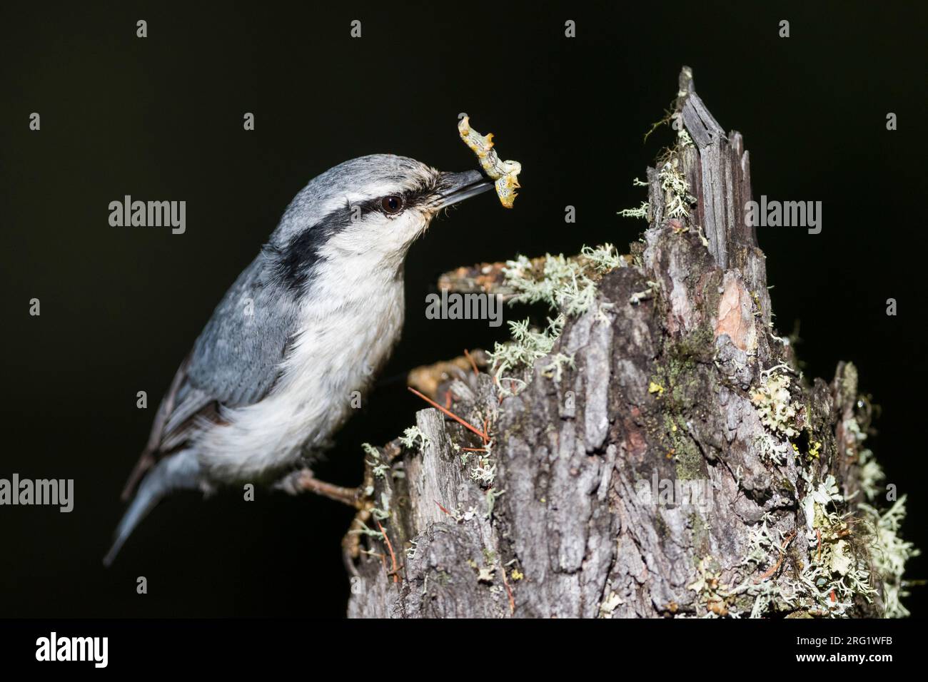 Asian Nuthatch Sitta (europaea ssp. asiatica), Russia (Baikal), adult perched in a tree with food Stock Photo
