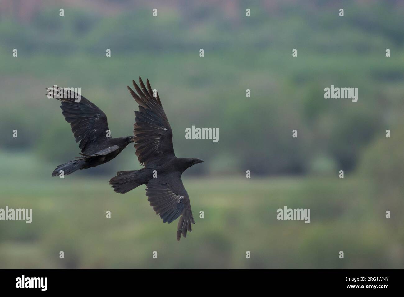 Common Raven (Corvus corax ssp. corax), Russia (Baikal), adult in ...