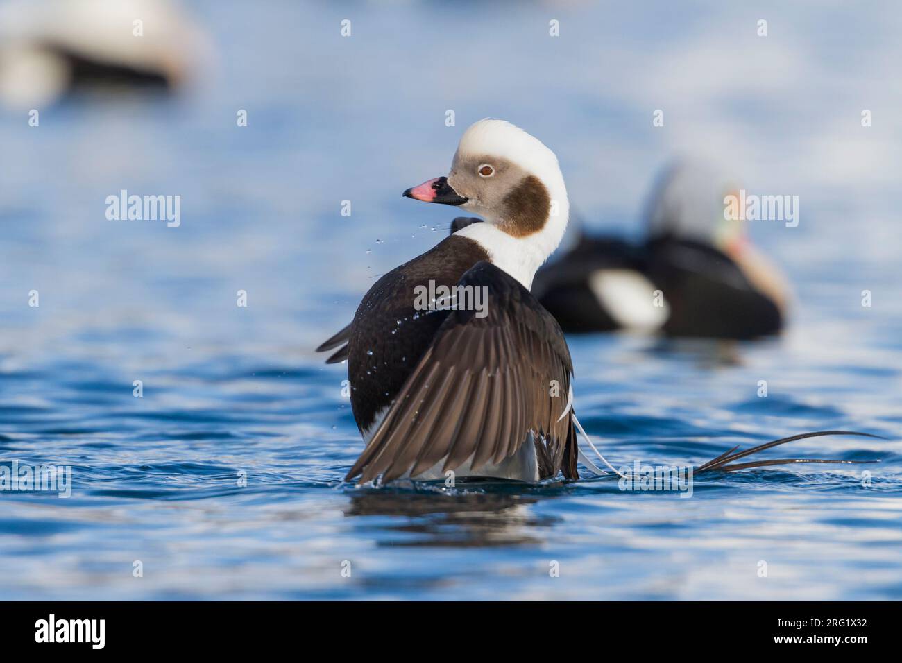 Long-tailed Duck - Eisente - Clangula hyemalis, Norway, adult male, winter Stock Photo