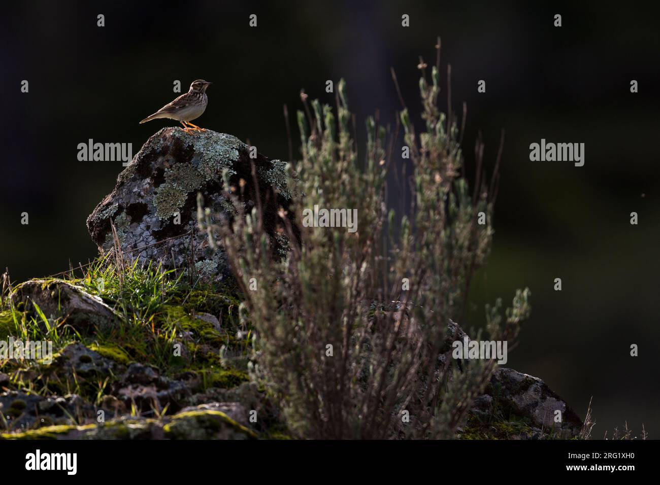 Adult Woodlark, Lullula arborea pallida, in Spain. Standing on the ground. Stock Photo