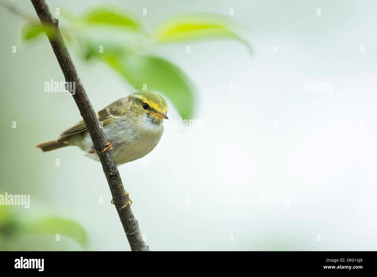 Pallas's Leaf-warbler, Phylloscopus proregulus, Russia (Baikal), adult in breeding habitat. Stock Photo