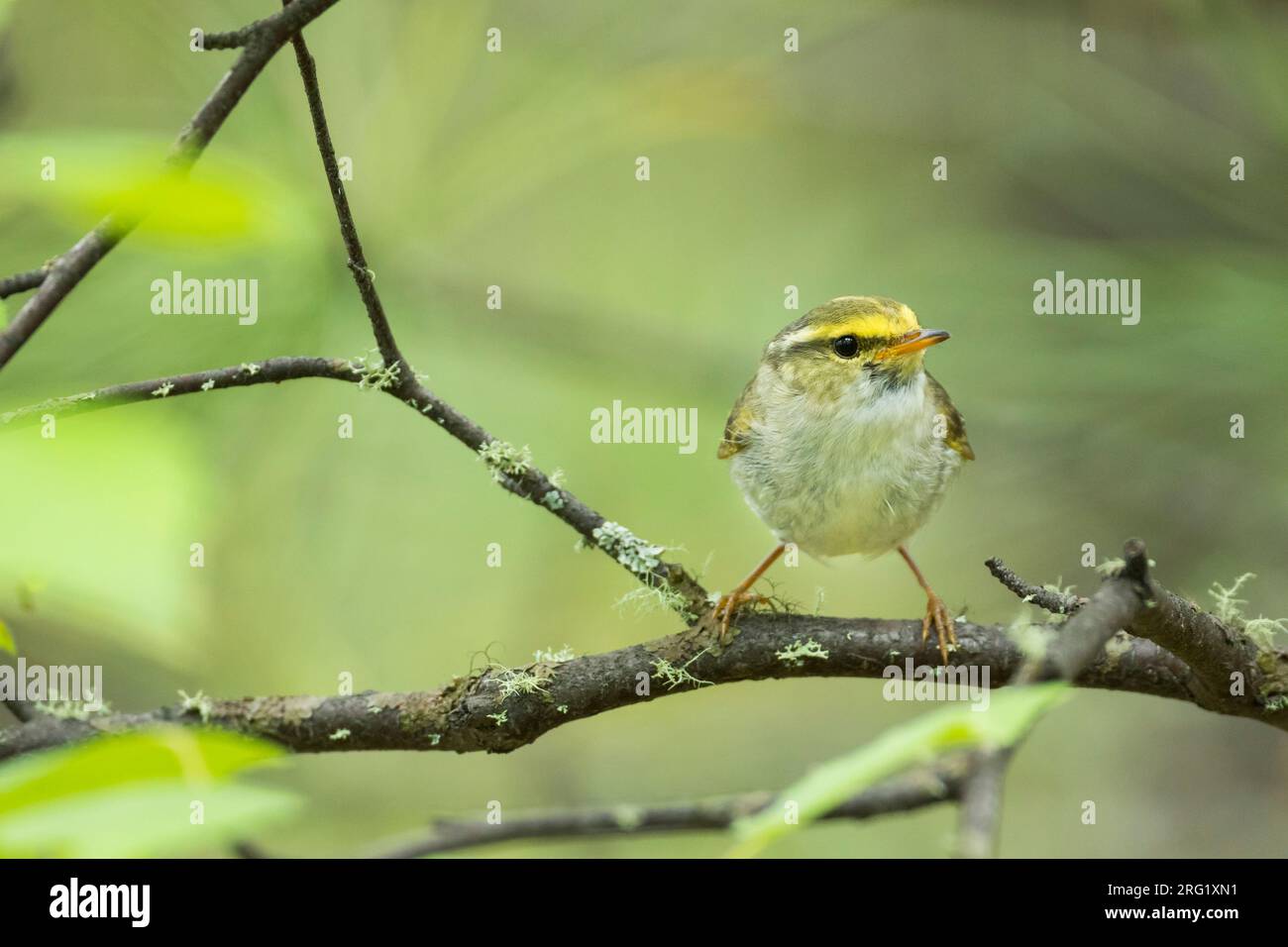 Pallas's Leaf-warbler, Phylloscopus proregulus, Russia (Baikal), adult in breeding habitat. Stock Photo