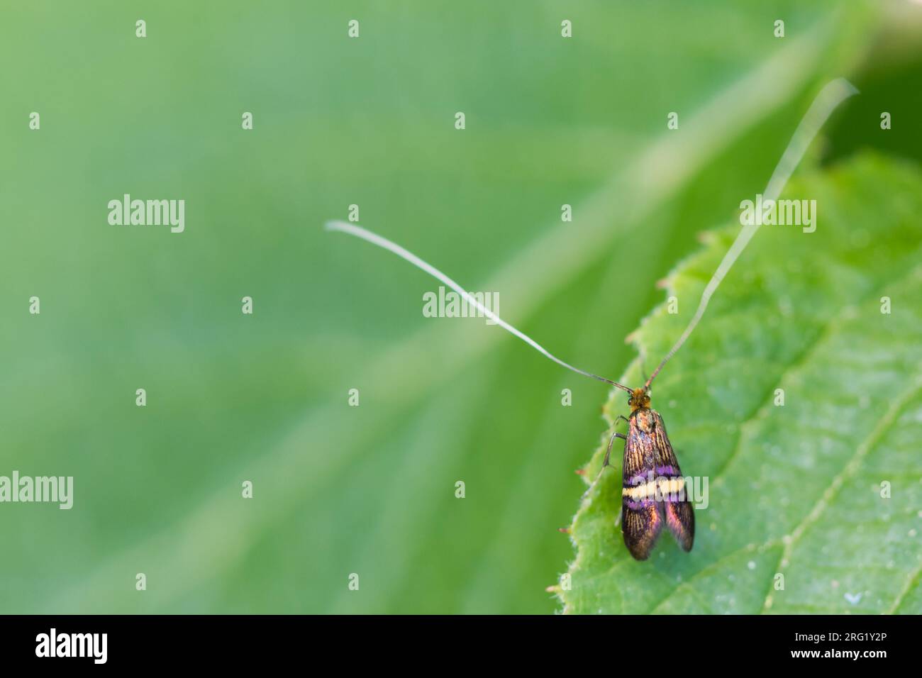 Adela croesella - LIguster-Langhornfalter, Germany (Baden-Wrttemberg),  imago Stock Photo - Alamy