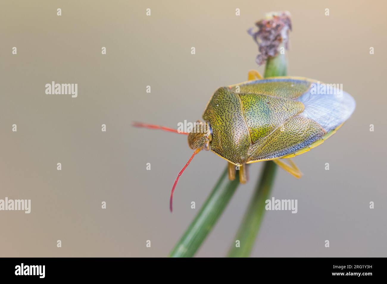 Piezodorus lituratus - Gorse shield bug  - Ginster-Baumwanze, Germany (Baden-Württemberg), imago Stock Photo