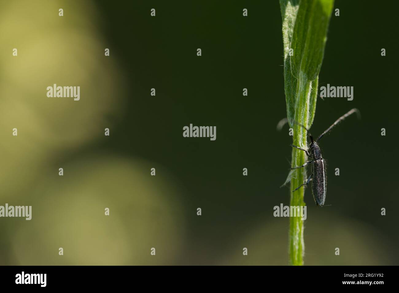 Agapanthia cardui - Weißstreifiger Distelbock, Germany (Baden-Württemberg), imago Stock Photo