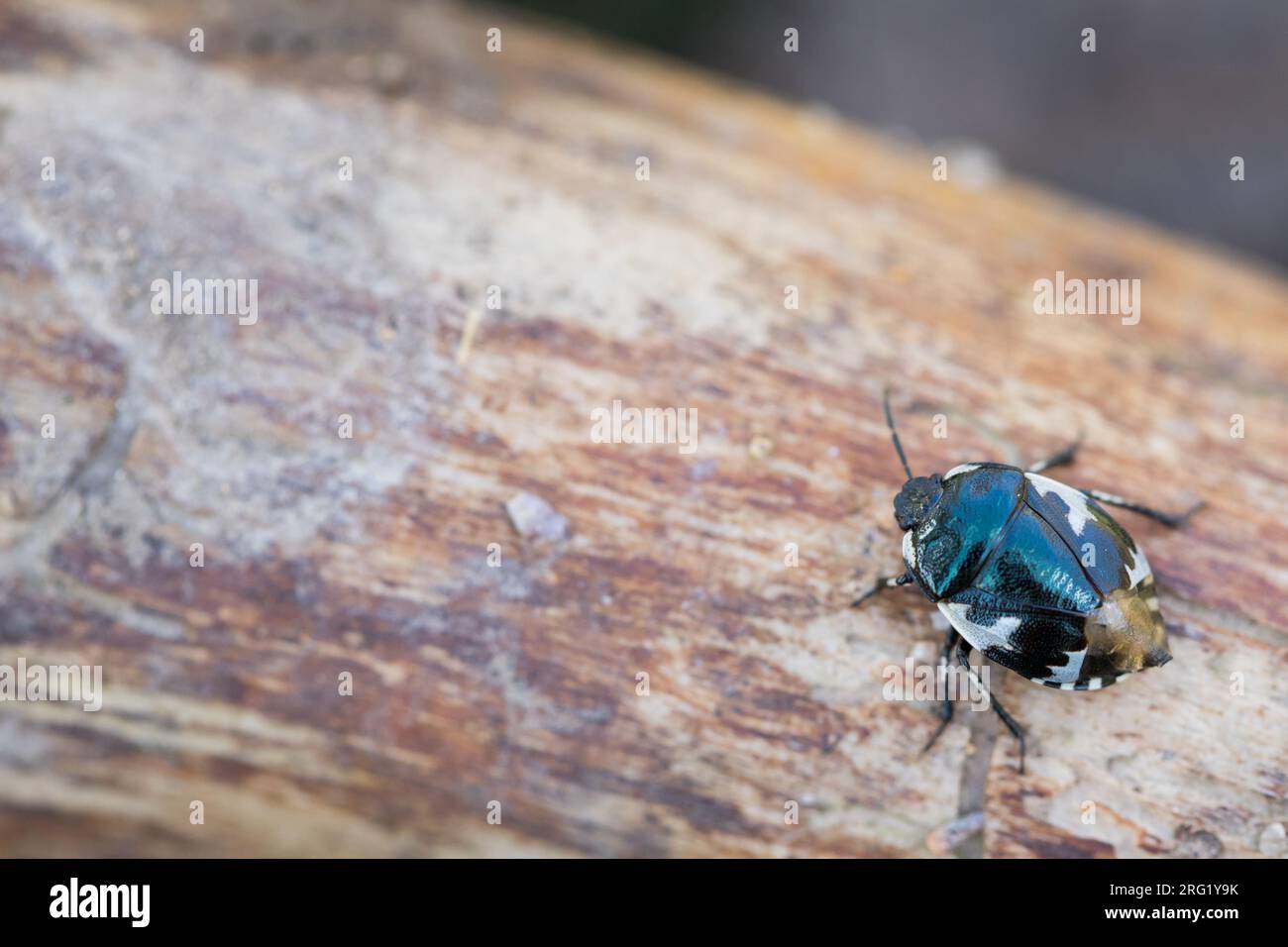 Tritomegas bicolor - Pied shield bug - Schwarzweiße Erdwanze, Germany (Baden-Württemberg), imago Stock Photo