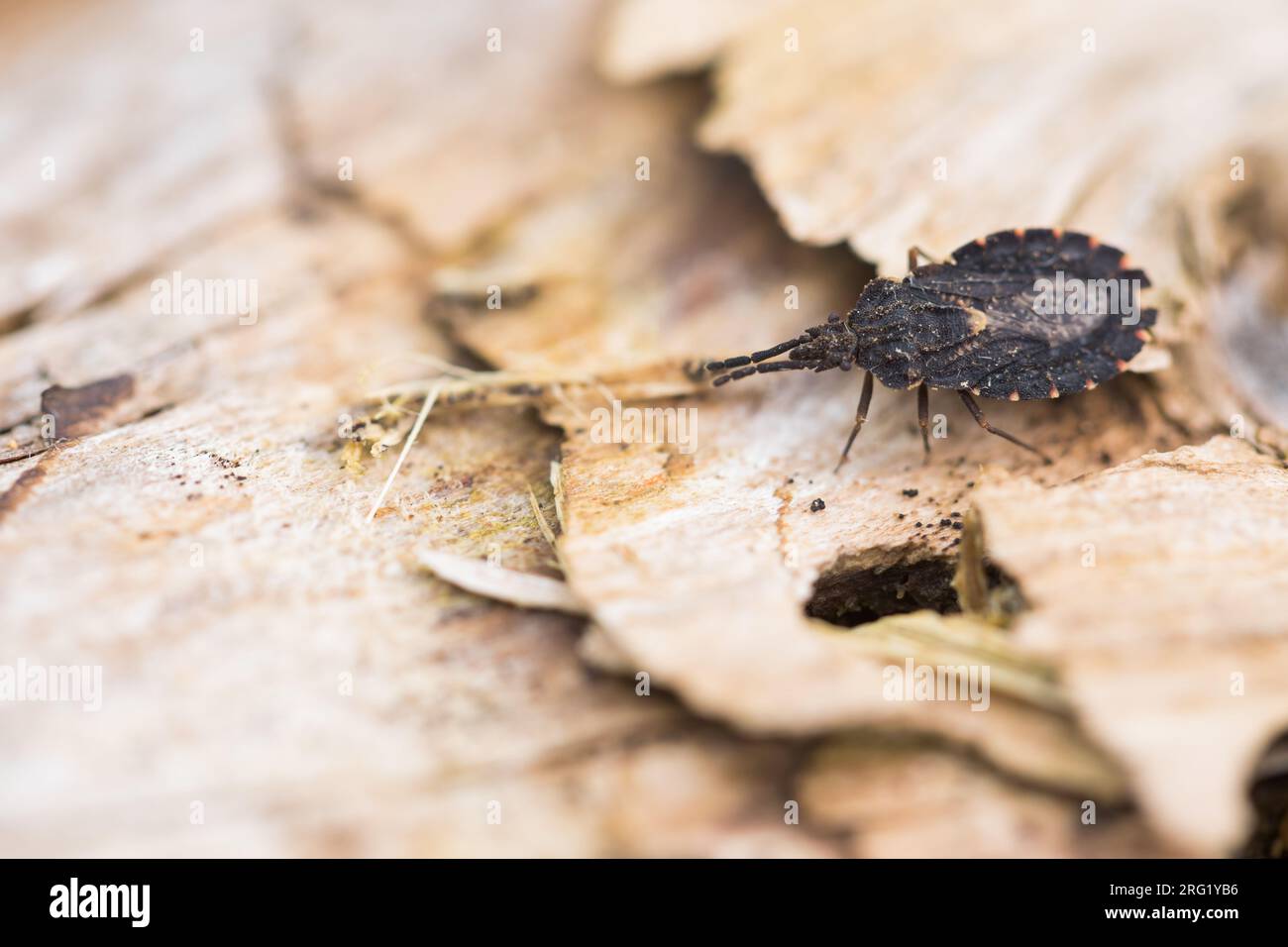 Aradus betulinus, Germany (Baden-Württemberg), imago Stock Photo