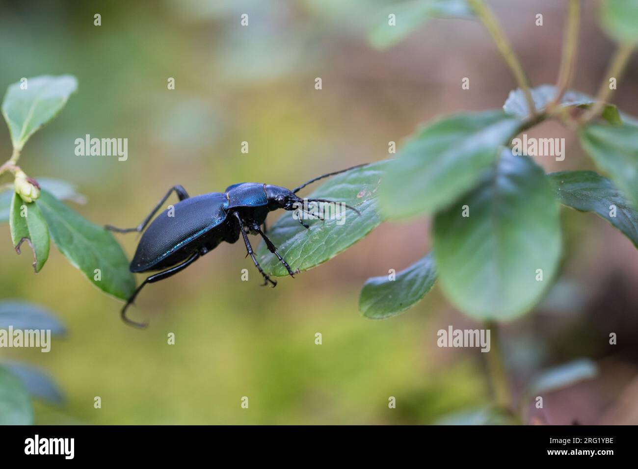 Carabus violaceus - Violet ground beetle - Goldleiste, Germany (Baden-Württemberg), imago, female Stock Photo
