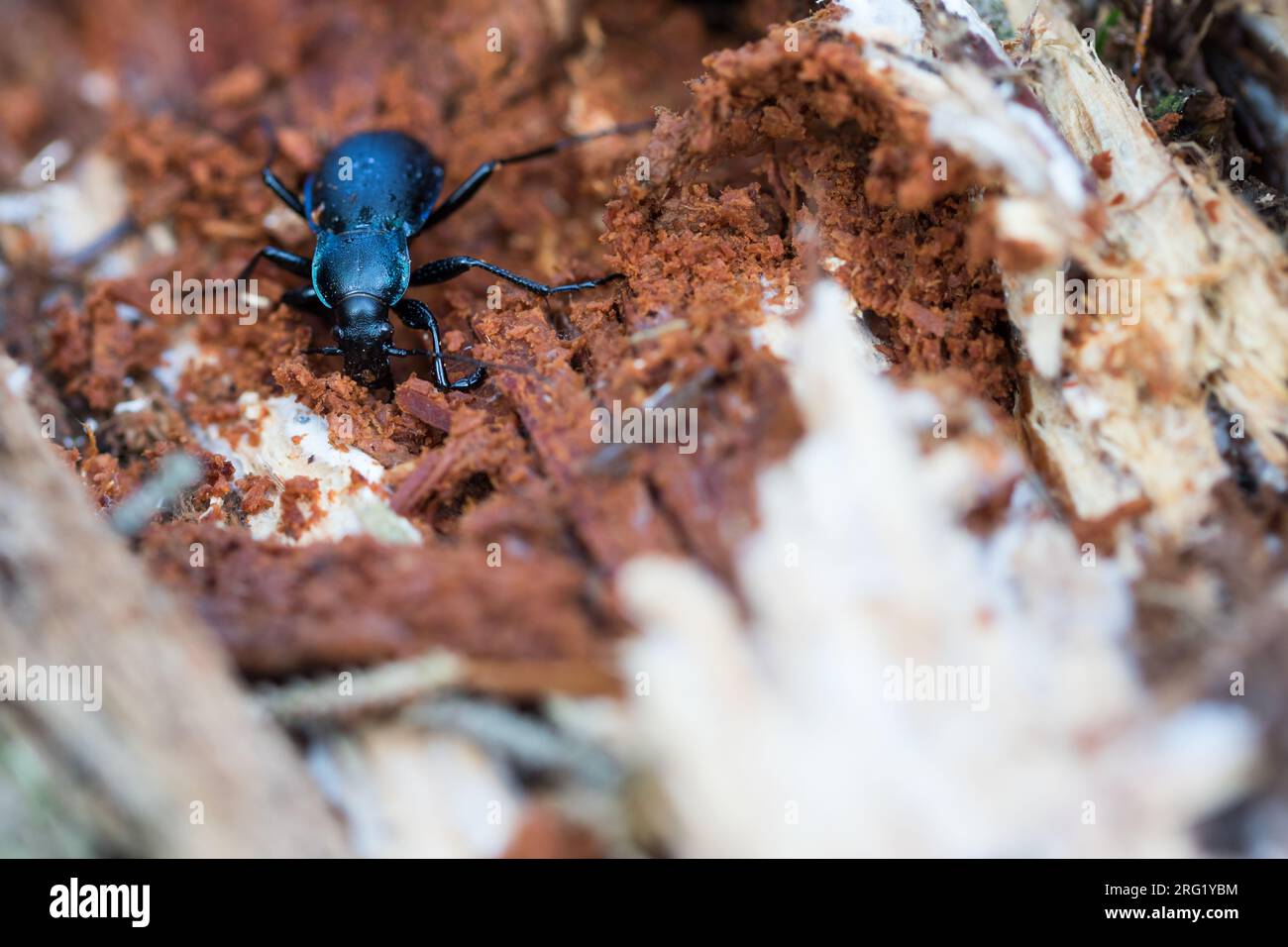 Carabus violaceus - Violet ground beetle - Goldleiste, Germany (Baden-Württemberg), imago, male Stock Photo