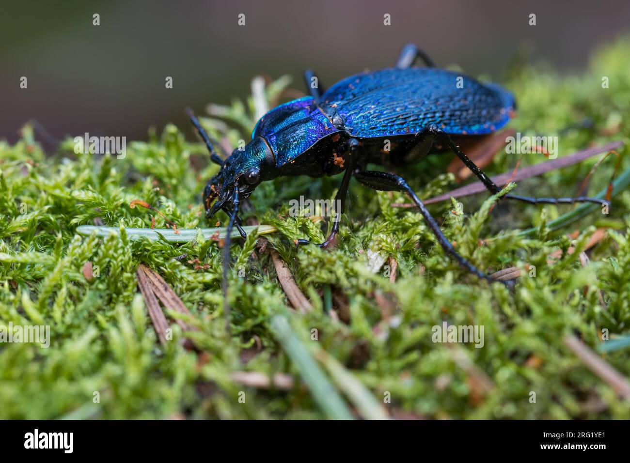 Carabus intricatus - Blue ground beetle - Dunkelblauer Laufkäfer, Germany (Baden-Württemberg), imago, female Stock Photo