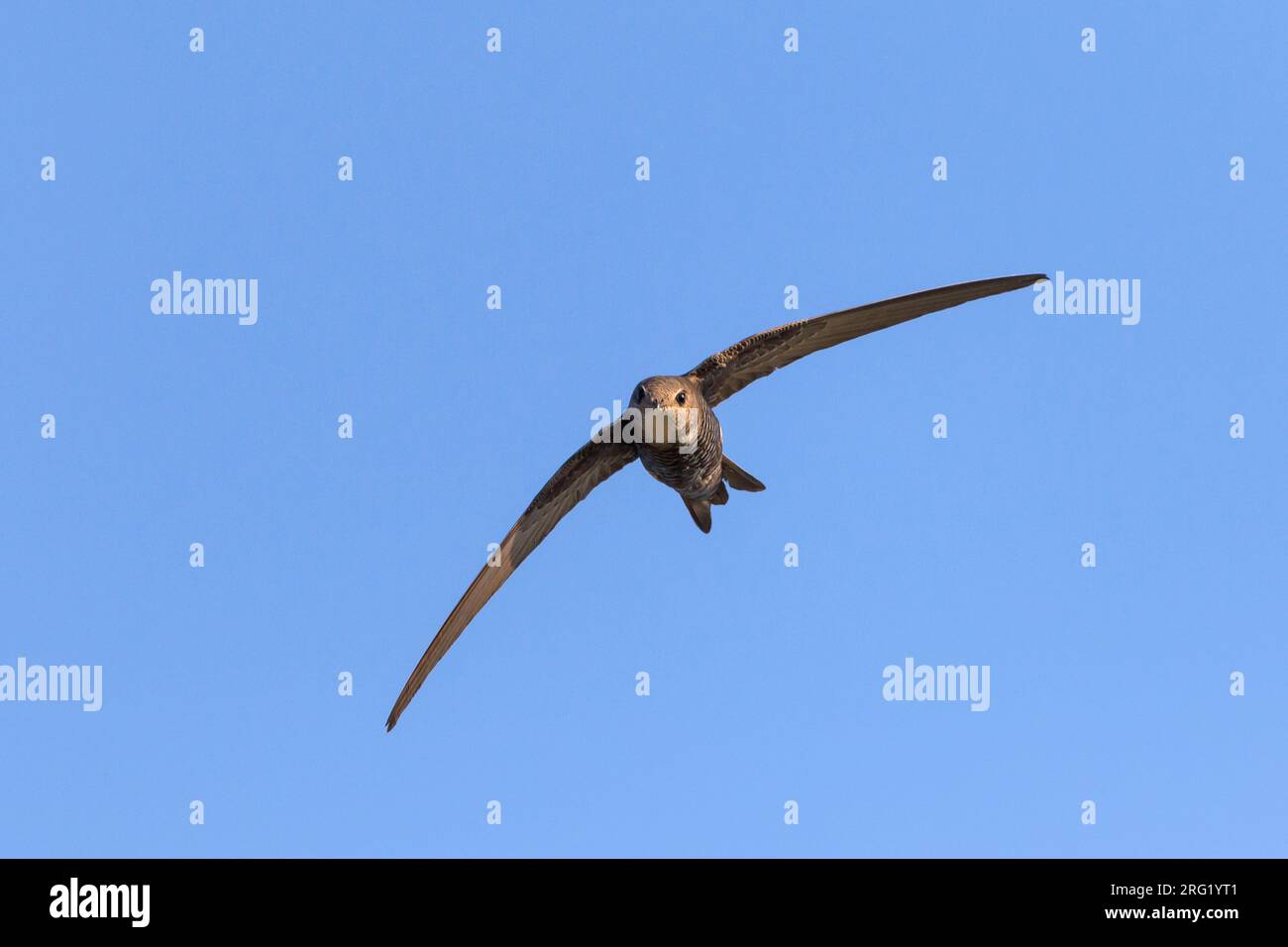 Vliegende Siberische Gierzwaluw; Pacific Swift (Apus pacificus) in ...