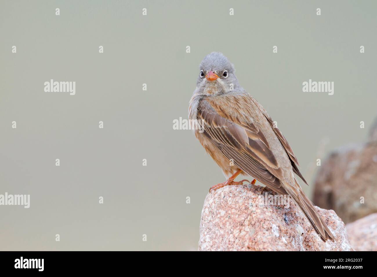 Grey-necked Bunting - Steinortolan - Emberiza buchanani, Kazakhstan, adult male Stock Photo