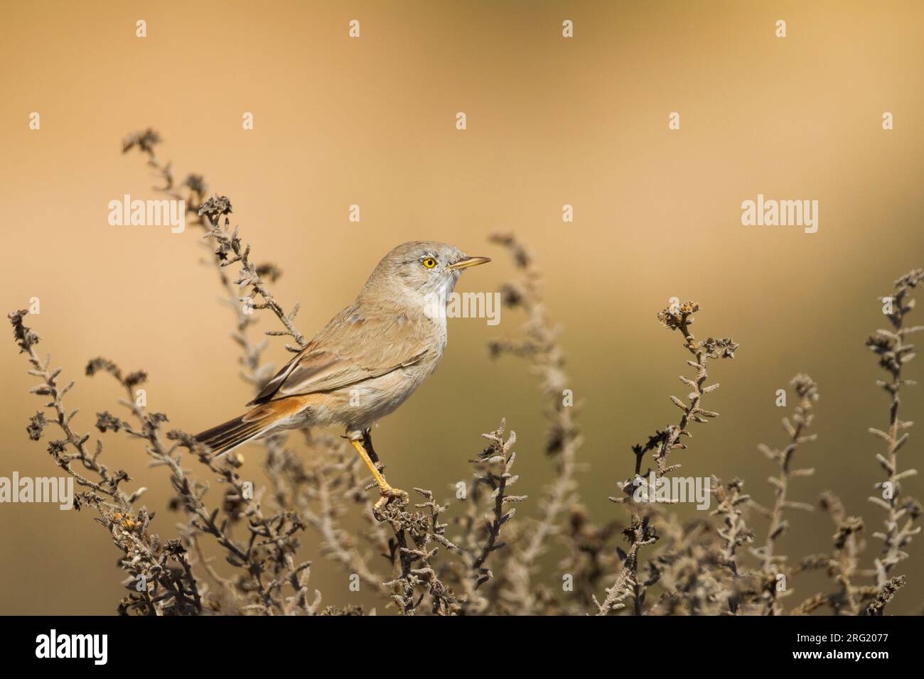 Asian Desert Warbler - Wüstengrasmücke - Sylvia nana, Oman Stock Photo