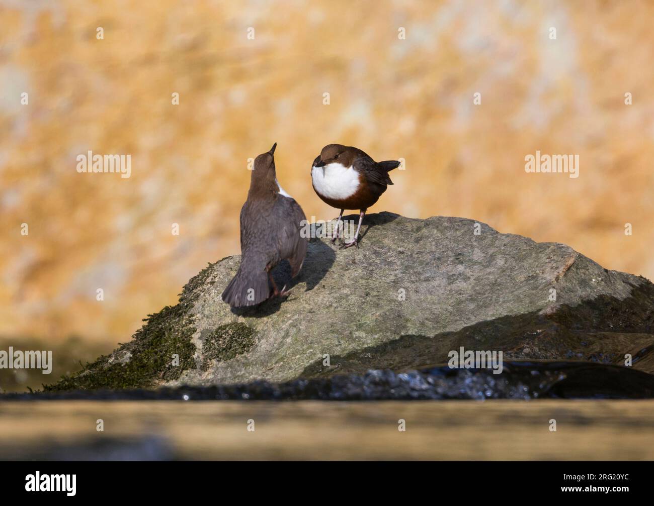 Baltsend Waterspreeuw, Display  White-throated Dipper Stock Photo