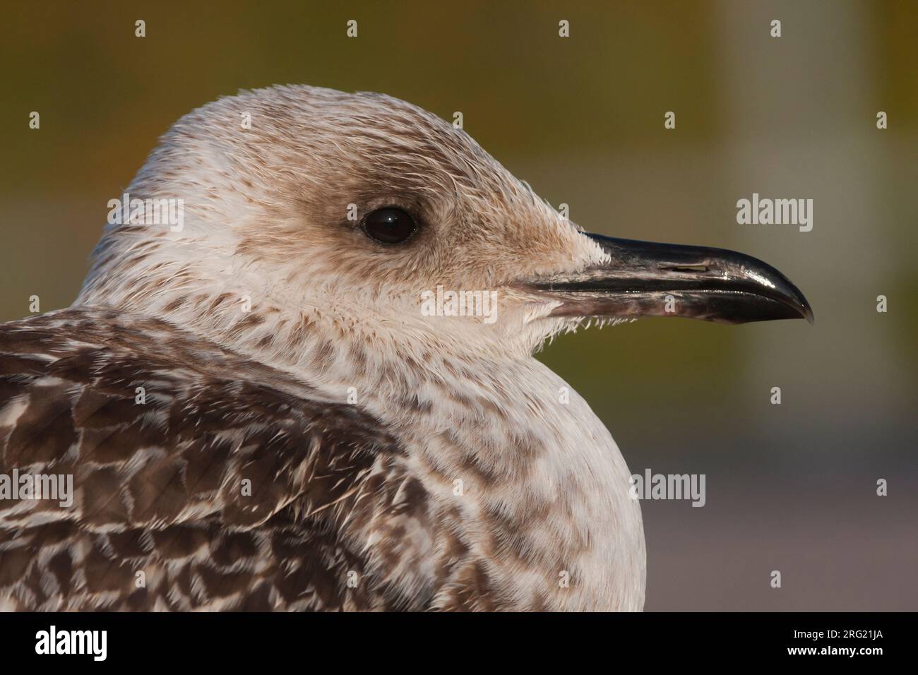 Kleine Mantelmeeuw, Lesser Black-backed Gull, Larus fuscus, Germany, 1 cy Stock Photo
